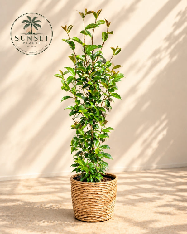 Products – Page 4 – Sunset Plants