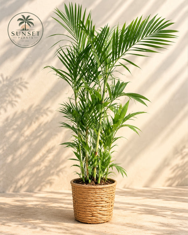 Products – Page 2 – Sunset Plants