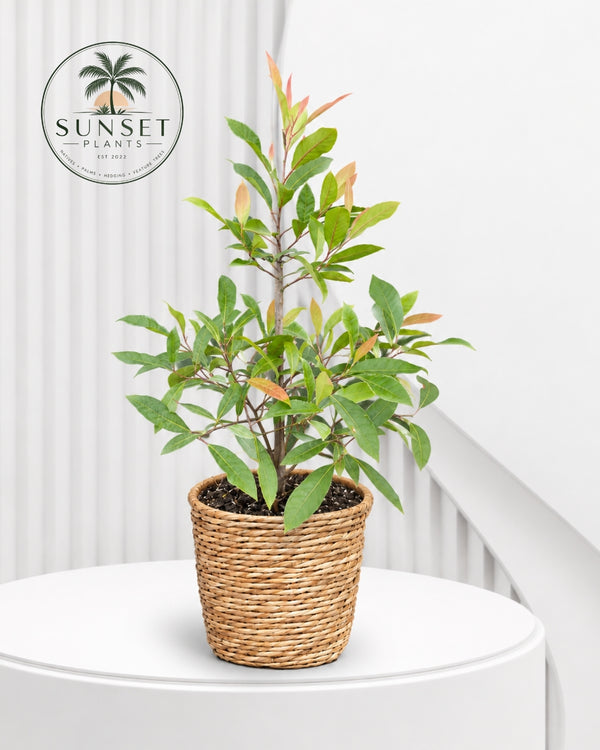 Products – Page 3 – Sunset Plants