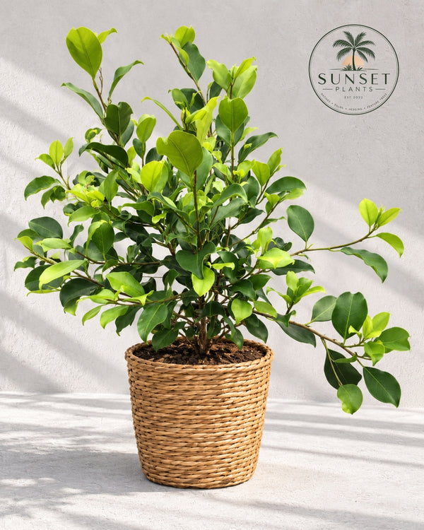 Products – Page 7 – Sunset Plants