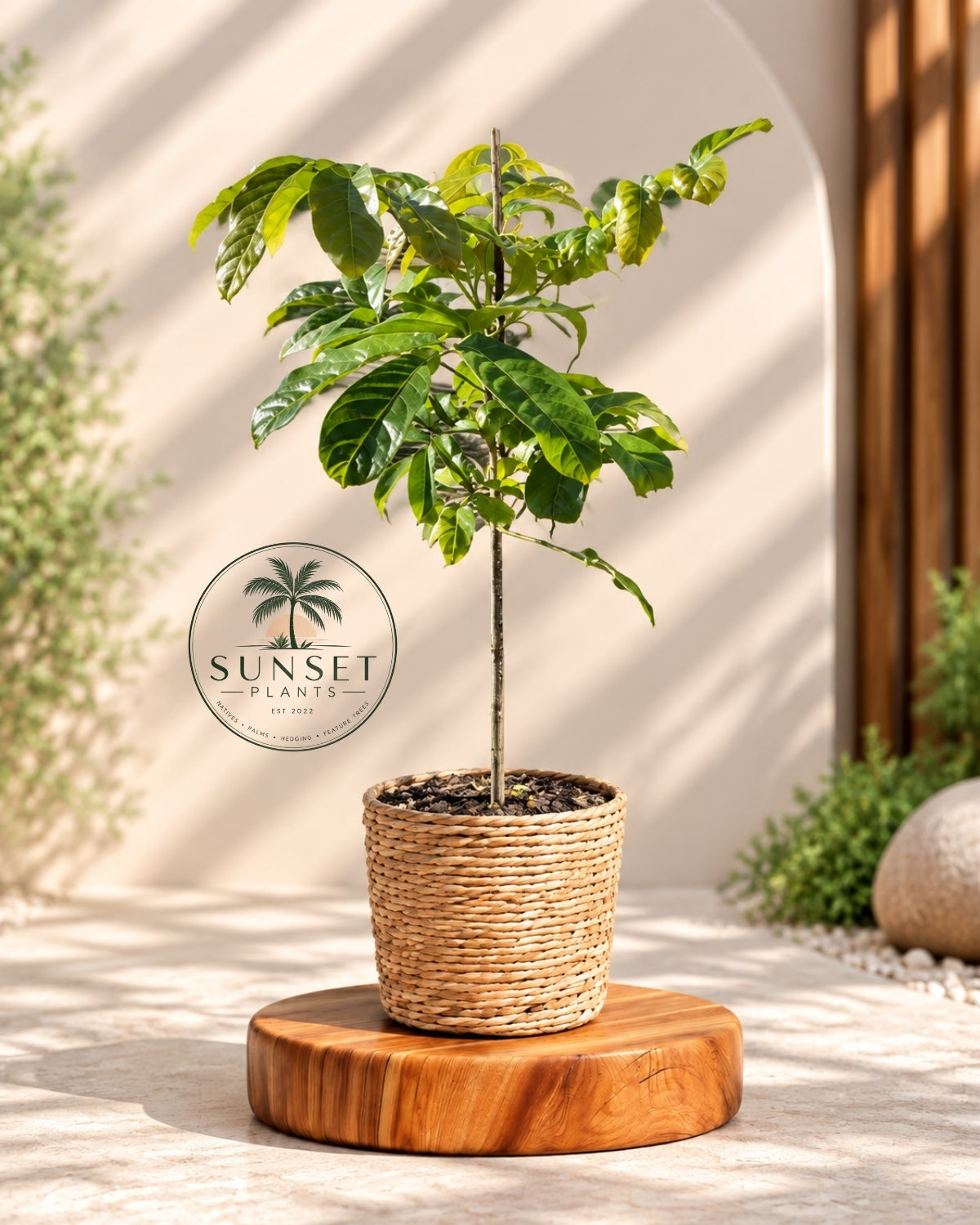 Tulipwood (Harpullia pendula) – Sunset Plants